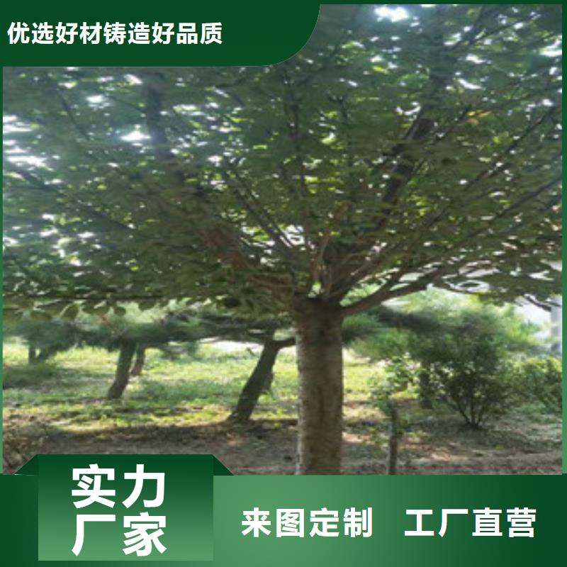 【櫻花泰山景松造型景松用心做品質】