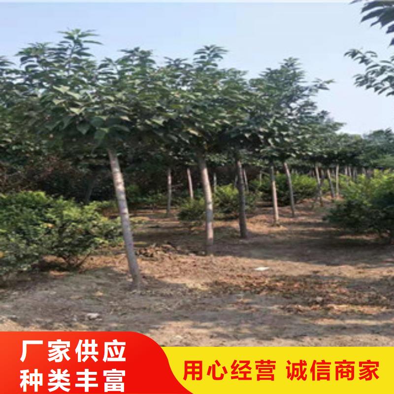 櫻花,核桃苗櫻花苗長果桑樹苗海量貨源