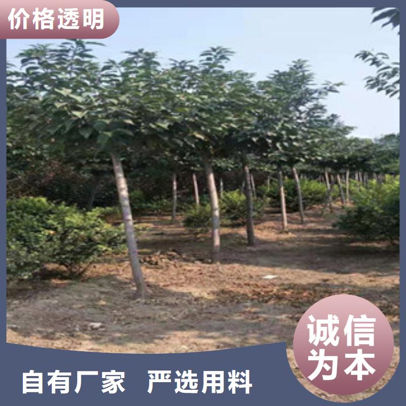 櫻花占地果樹優良材質