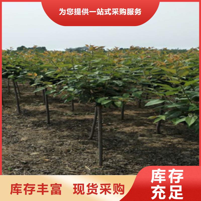 櫻花核桃苗櫻花苗長果桑樹苗常年出售