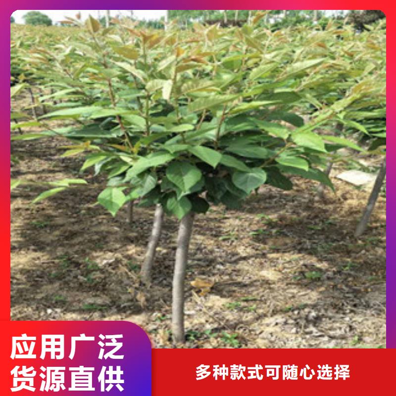 【樱花_钙果苗优质货源】
