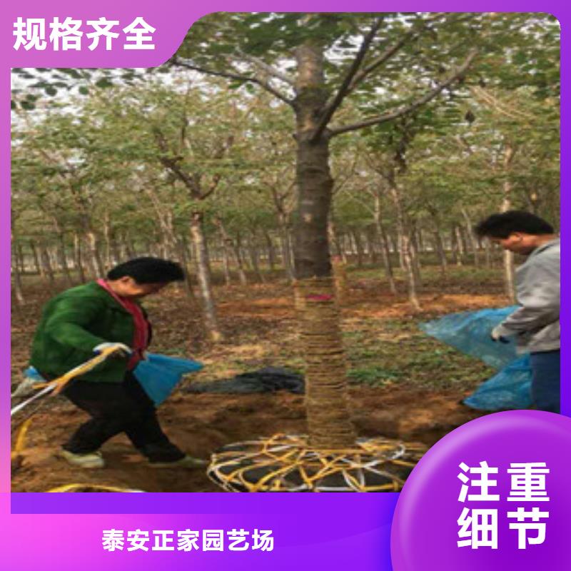 樱花【绿化树绿化工程】实力商家推荐