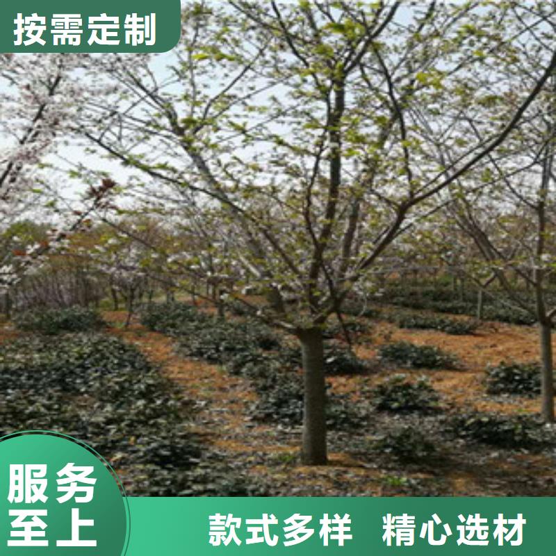 樱花_【泰山景松造型景松】加工定制