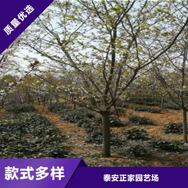 櫻花泰山景松造型景松多行業適用
