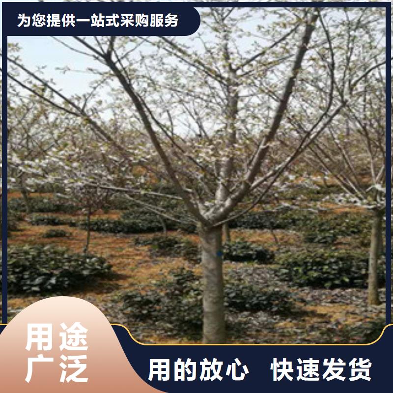 櫻花藍莓苗款式多樣