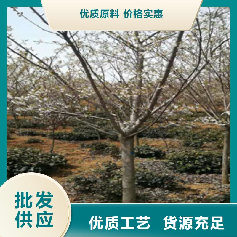 櫻花泰山景松造型景松多行業(yè)適用