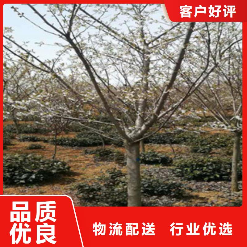 樱花【蓝莓苗】源厂直销