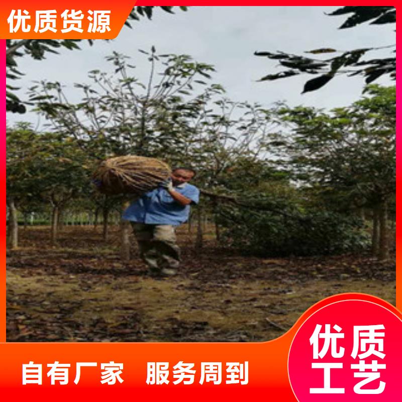 【樱花-核桃苗樱花苗长果桑树苗专业完善售后】