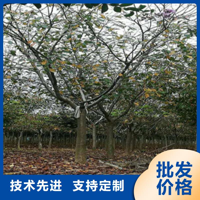 樱花-钙果苗认准大品牌厂家