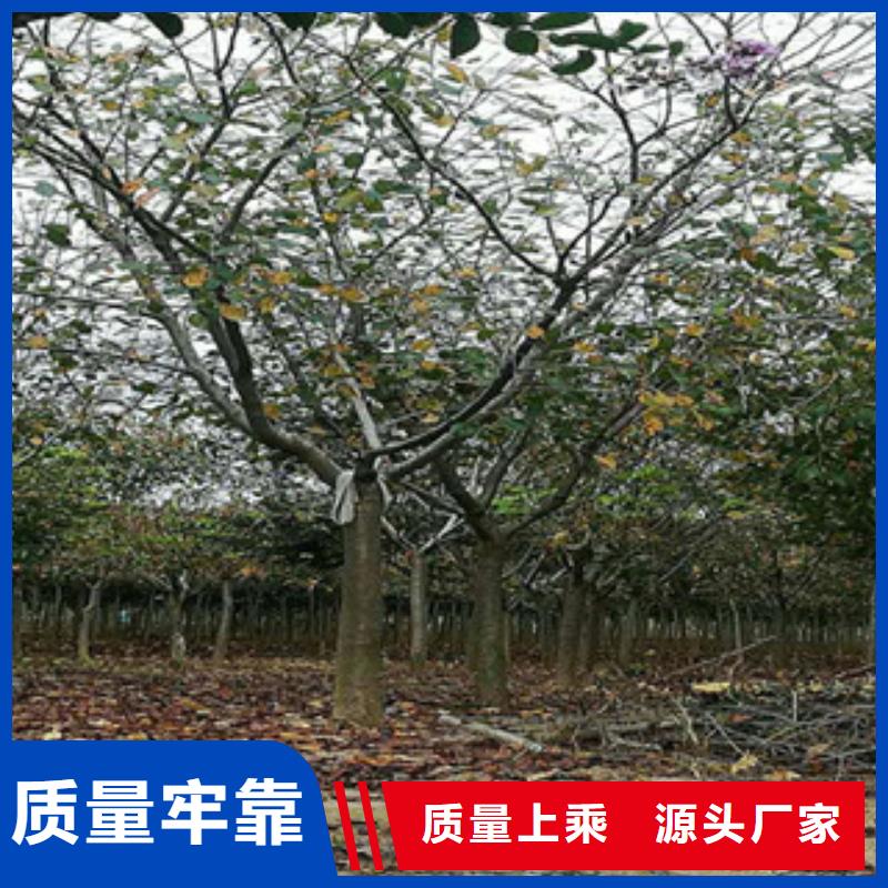 櫻花泰山景松造型景松品質保證實力見證