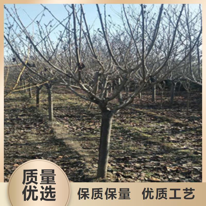 櫻花核桃苗櫻花苗長果桑樹苗現(xiàn)貨銷售