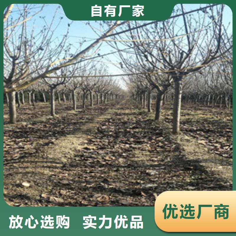 樱花,绿化树 绿化工程一件也发货