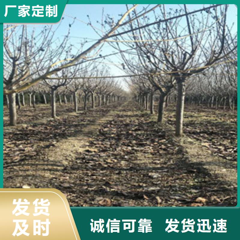 櫻花_占地果樹廠家直銷售后完善