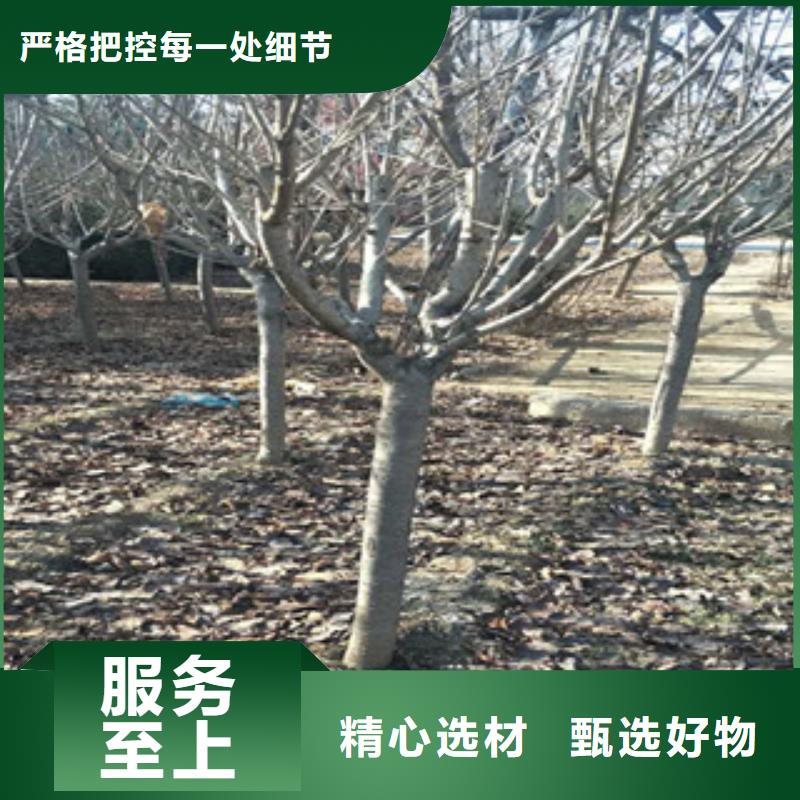 樱花_核桃苗樱花苗长果桑树苗实时报价