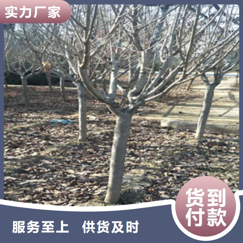 櫻花核桃苗櫻花苗長果桑樹苗常年出售