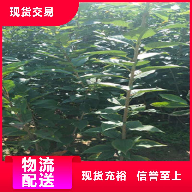 【樱花-核桃苗樱花苗长果桑树苗专业完善售后】