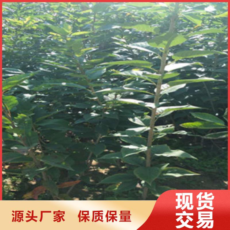 櫻花國(guó)槐細(xì)節(jié)之處更加用心