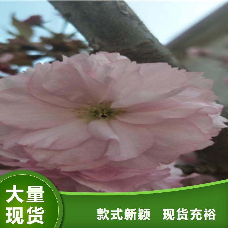 櫻花綠化樹綠化工程認準大品牌廠家