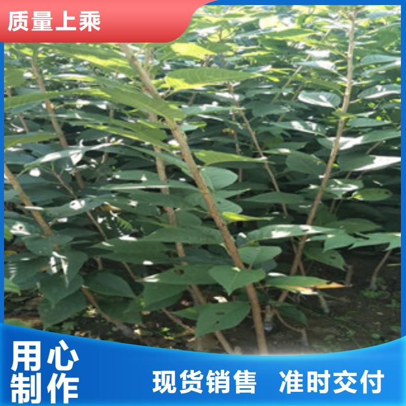 樱花占地果树适用范围广