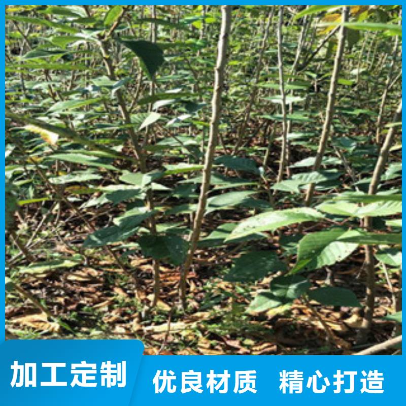 樱花【绿化树绿化工程】实力商家推荐