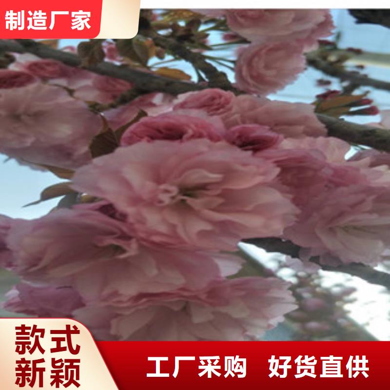 櫻花藍莓苗貨源直銷