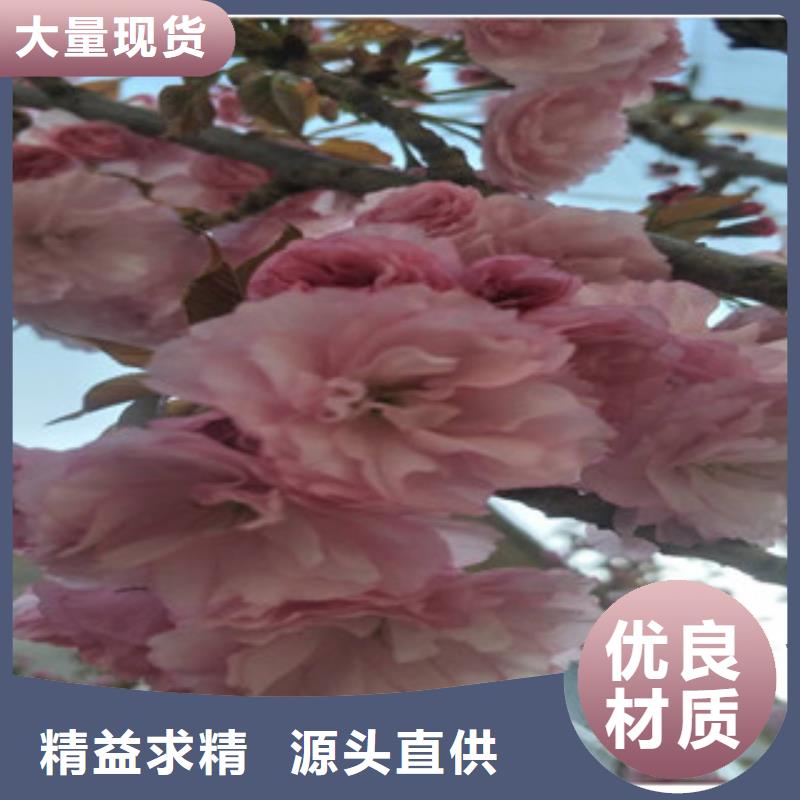 【樱花核桃苗樱花苗长果桑树苗专业生产N年】