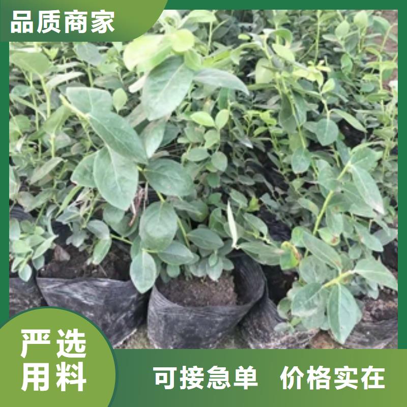 藍莓苗鈣果苗免費回電