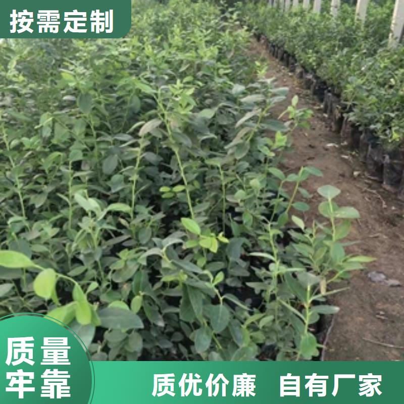 藍莓苗專業生產設備