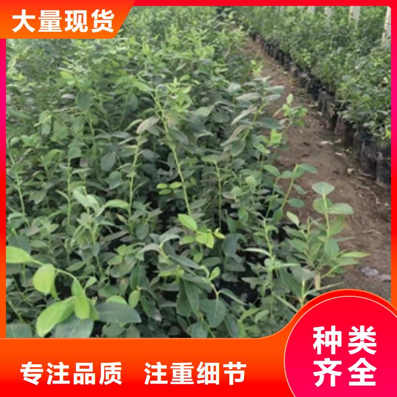 蓝莓苗核桃苗樱花苗长果桑树苗支持定制加工