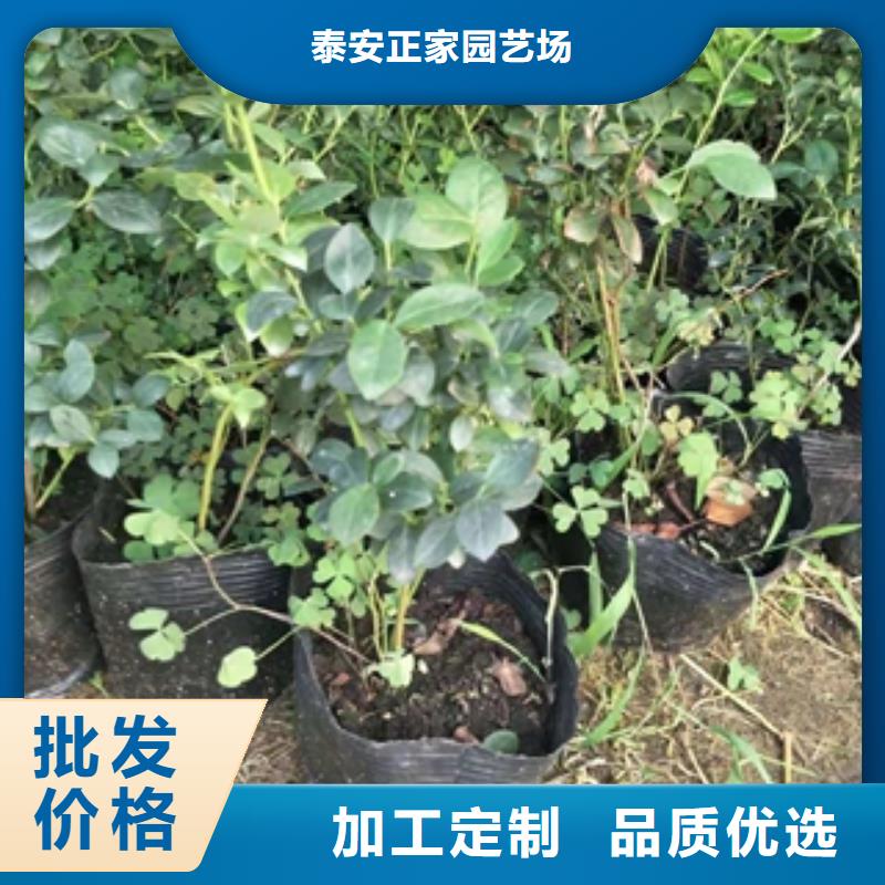 蓝莓苗核桃苗樱花苗长果桑树苗支持定制加工