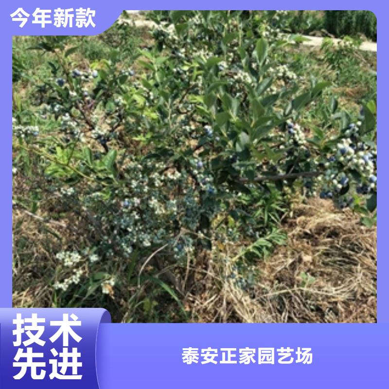 藍(lán)莓苗-核桃苗櫻花苗長(zhǎng)果桑樹苗24小時(shí)下單發(fā)貨