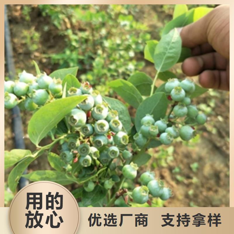【藍莓苗】占地果樹工期短發貨快