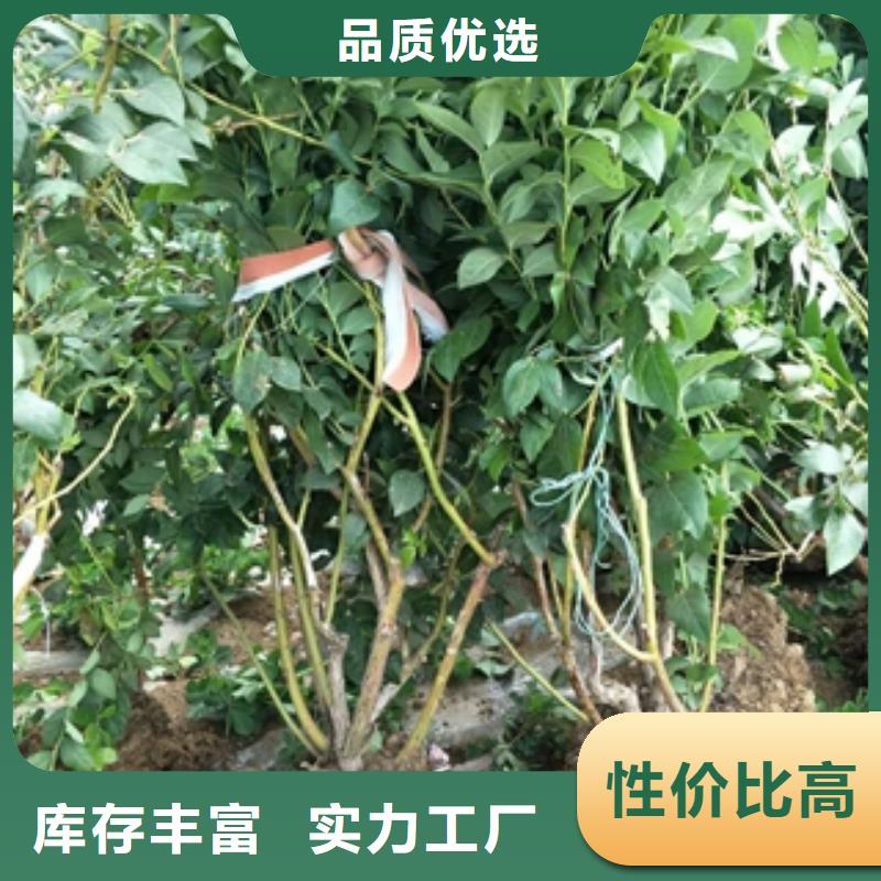 蓝莓苗核桃苗樱花苗长果桑树苗优质工艺