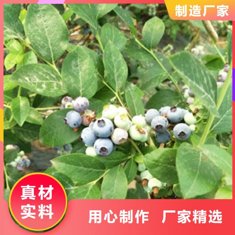 【蓝莓苗定制不额外收费】