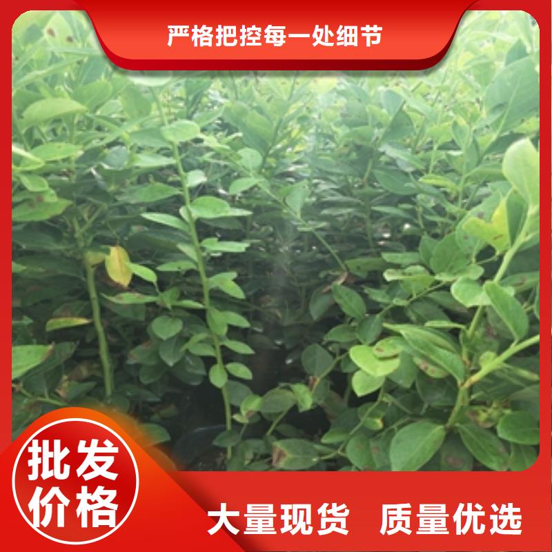 藍莓苗占地果樹拒絕差價