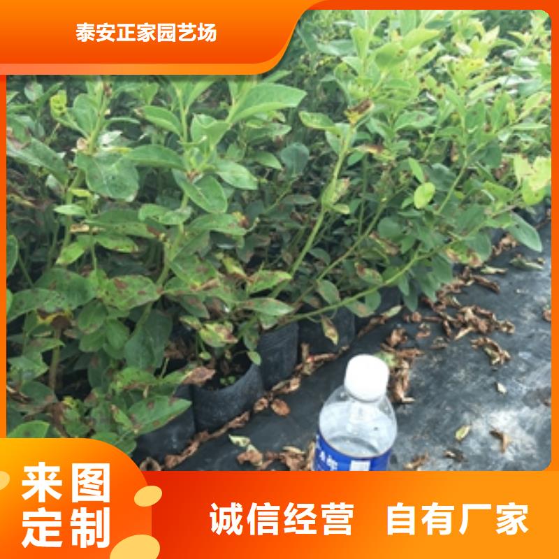 藍莓苗綠化樹綠化工程源頭廠源頭貨
