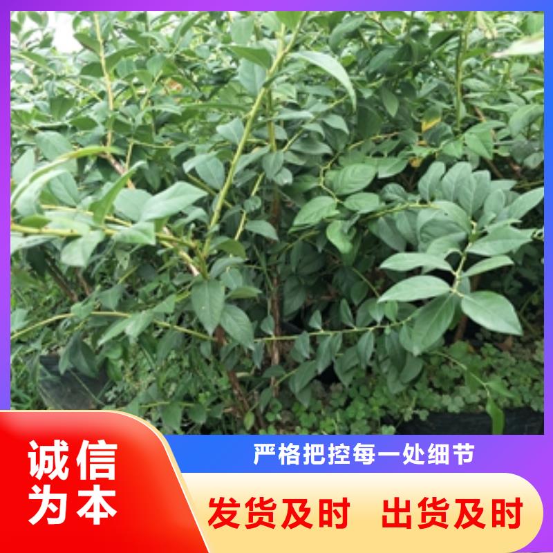 藍莓苗實拍品質保障