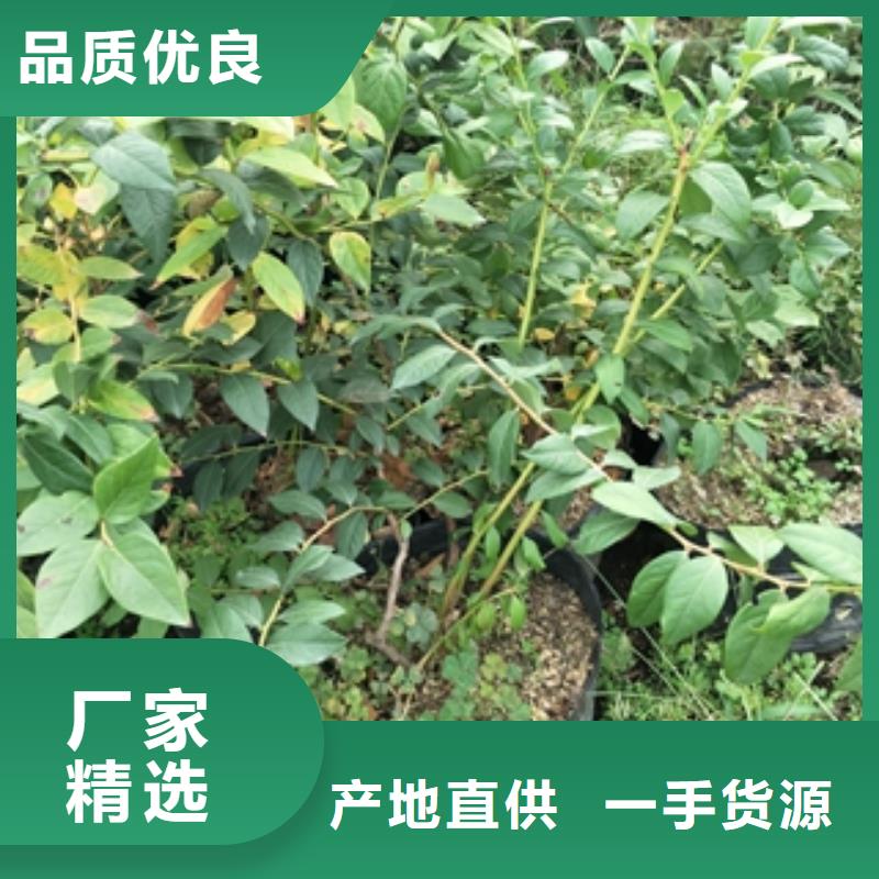 藍莓苗鈣果苗免費回電