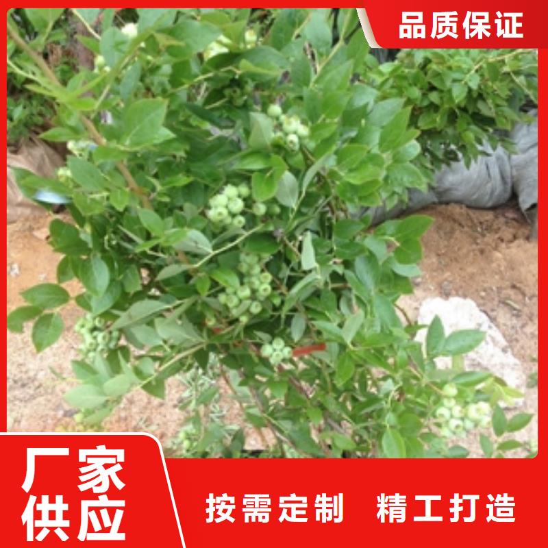 藍莓苗甄選好廠家
