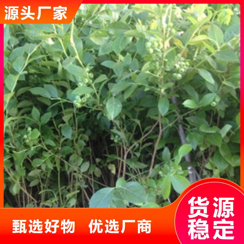 蓝莓苗核桃苗樱花苗长果桑树苗精工细作品质优良
