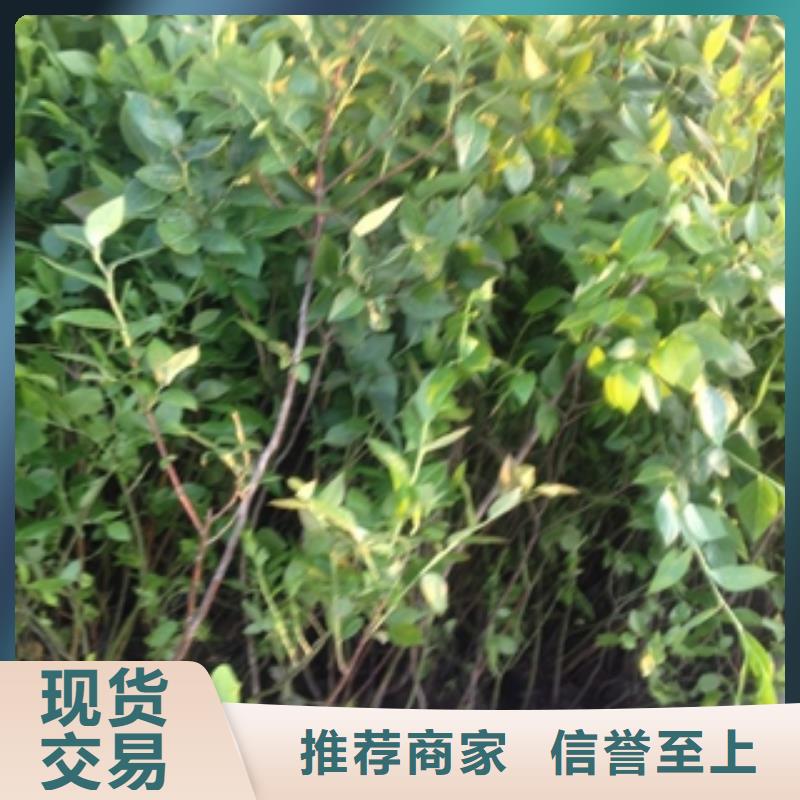 蓝莓苗核桃苗樱花苗长果桑树苗支持定制加工