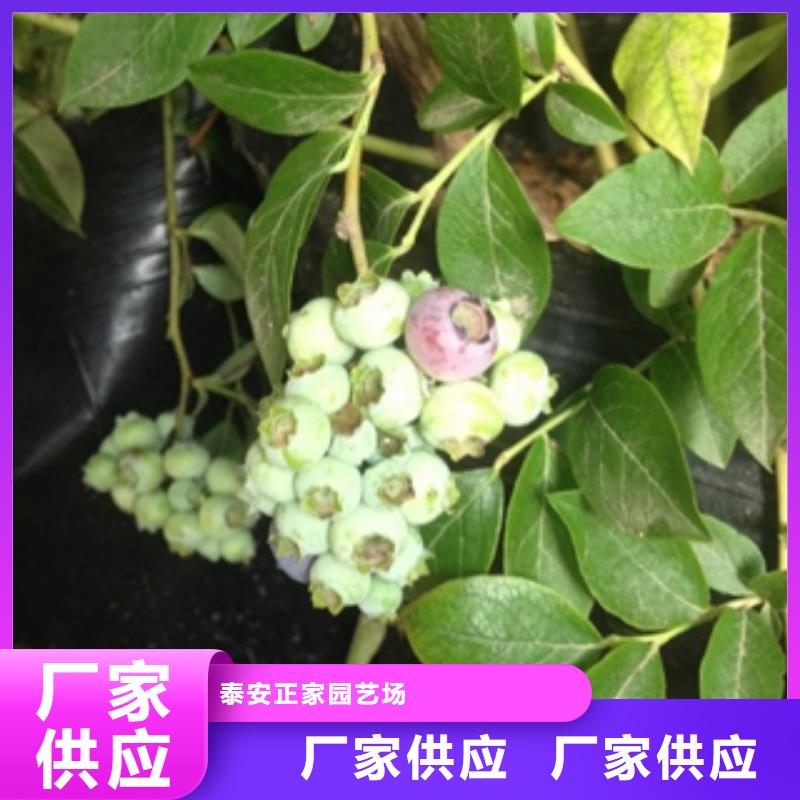 蓝莓苗_核桃苗樱花苗长果桑树苗质量牢靠