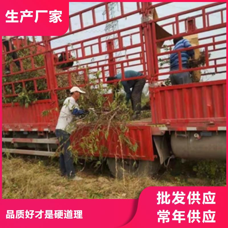 桃树核桃苗樱花苗长果桑树苗用好材做好产品