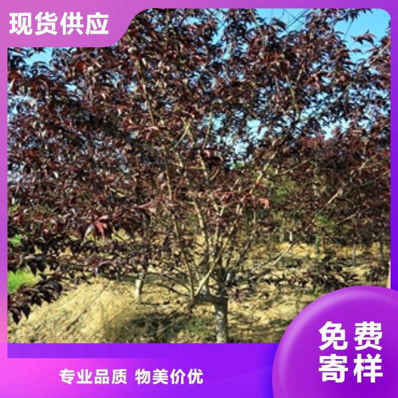 桃樹,泰山景松造型景松廠家工藝先進