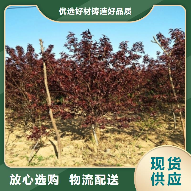 【桃树】,钙果苗标准工艺
