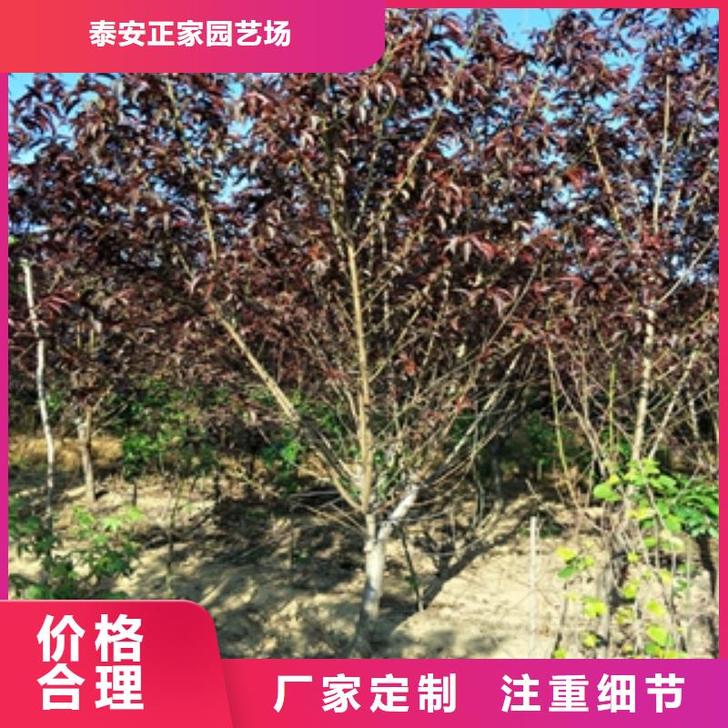 【桃樹】_鈣果苗多年經(jīng)驗(yàn)值得信賴