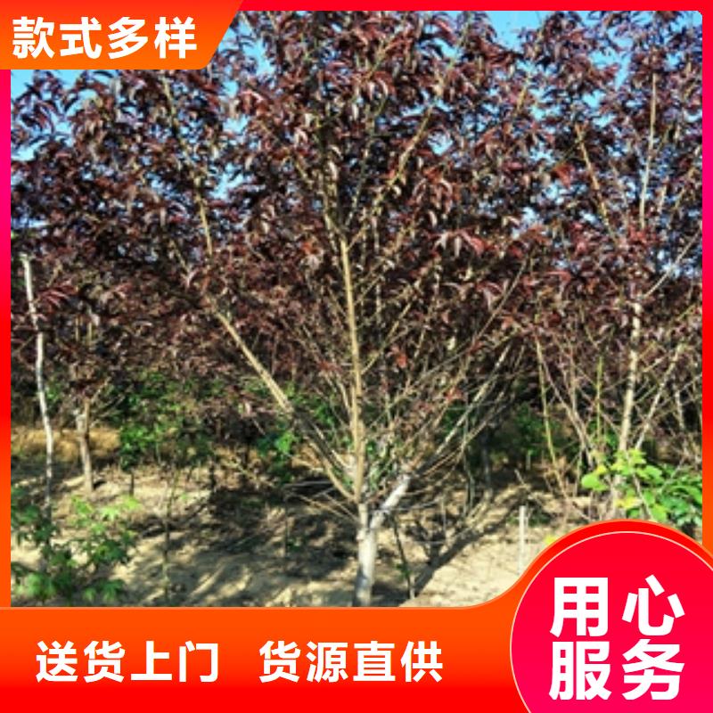 桃樹_占地果樹用途廣泛