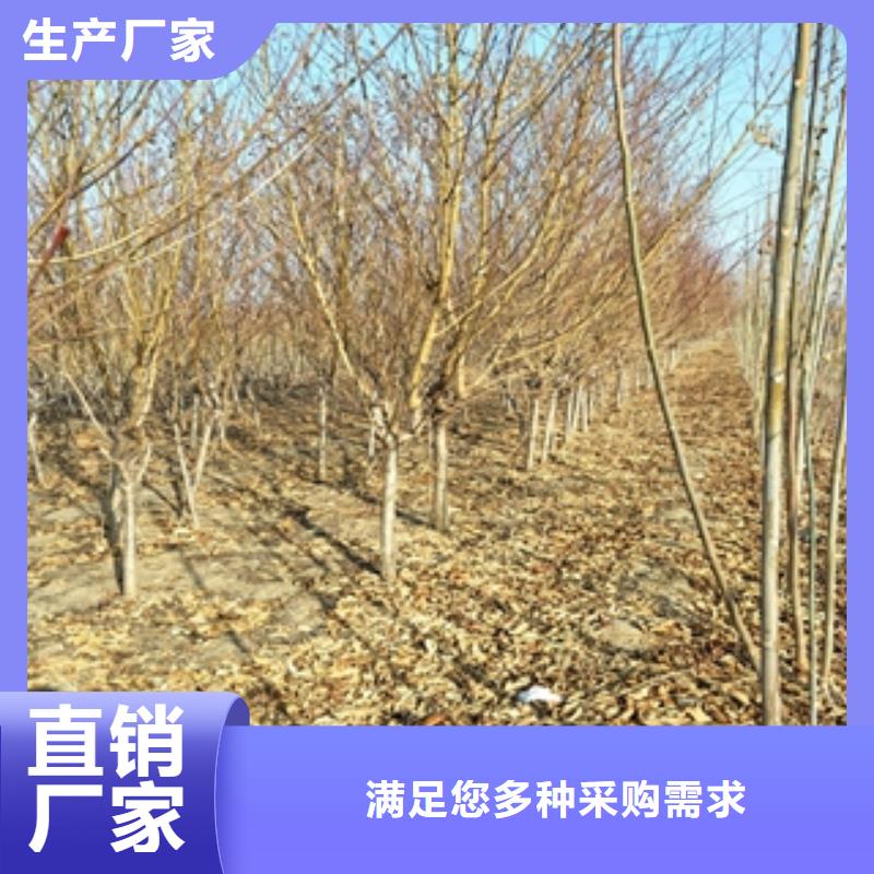 桃樹_占地果樹用途廣泛