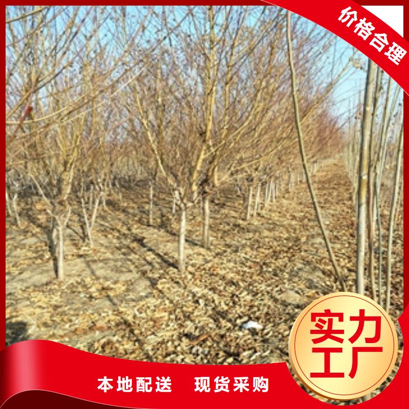 桃樹-鈣果苗發貨及時