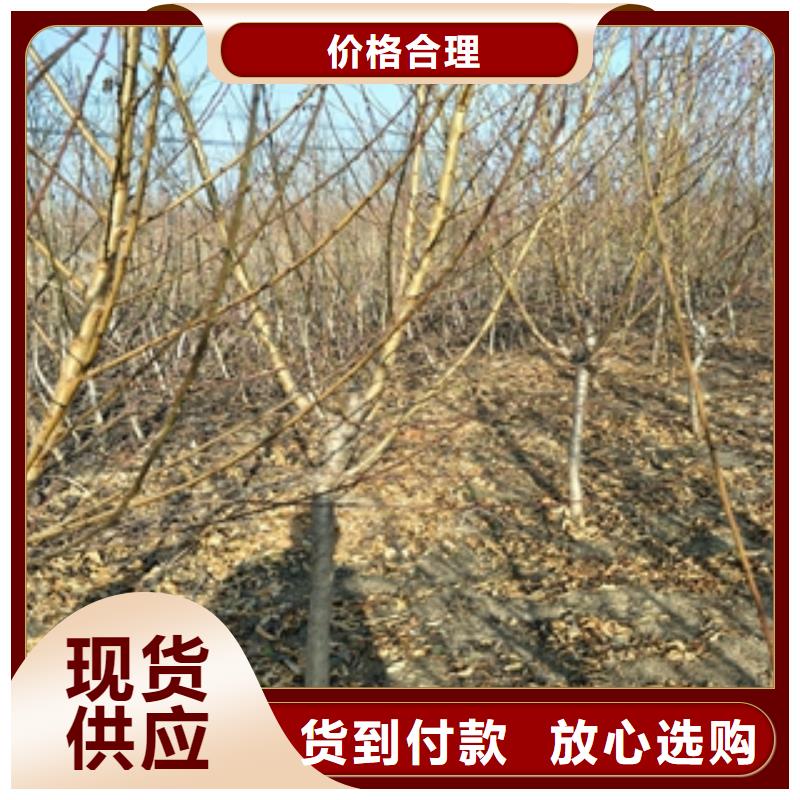 【桃樹】_鈣果苗多年經驗值得信賴